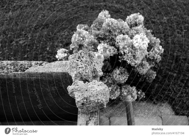 Phlox oder Flammenblume neben einer alten Viehtränke aus Stein auf einem Bauernhof in Rudersau bei Rottenbuch im Kreis Weilheim-Schongau in Oberbayern, fotografiert in klassischem Schwarzweiß