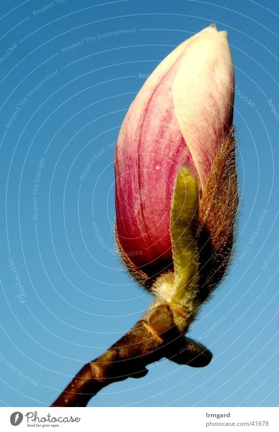 Magnolie in der Morgensonne Magnoliengewächse Frühling rosa weiß Einzelblüte Blütenknospen Garten blau Himmel