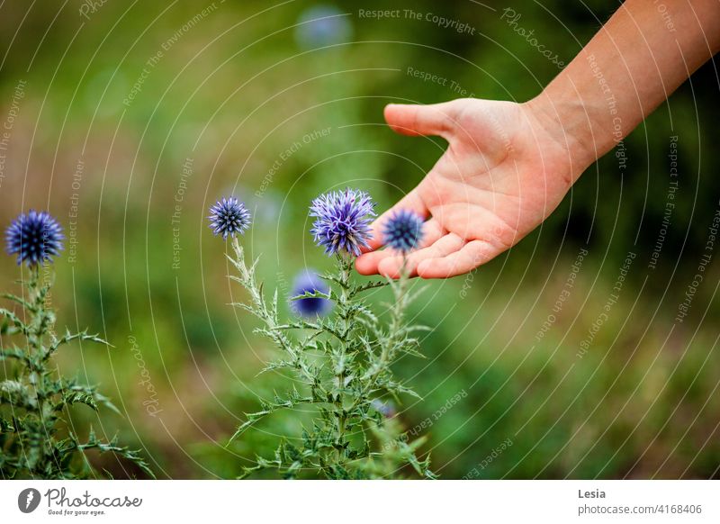 Der Duft einer Blume. Natur Frühlingsblumen grünes Gras grüne Felder in der Nähe des Meeres an der Steilküste Blumen wachsen Palme Blumen auf der Palme Dornen