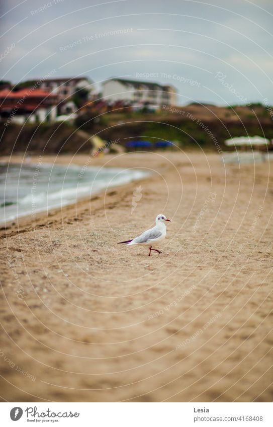 Morgenspaziergang am Meer mit einer Möwe Gully MEER Sand Küste Herbst Sandstrand Kai Wellen Muscheln