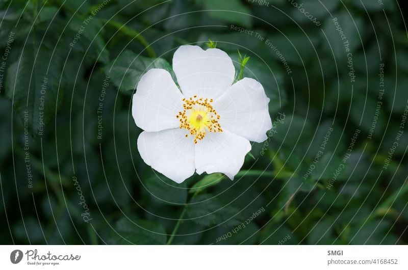 Solitärblume der Zistrose oder bekannt als Blume der Zistrose. Typische Blume der mediterranen Wälder, Portugal und Extremadura Natur Pflanze Blatt Blütenblatt