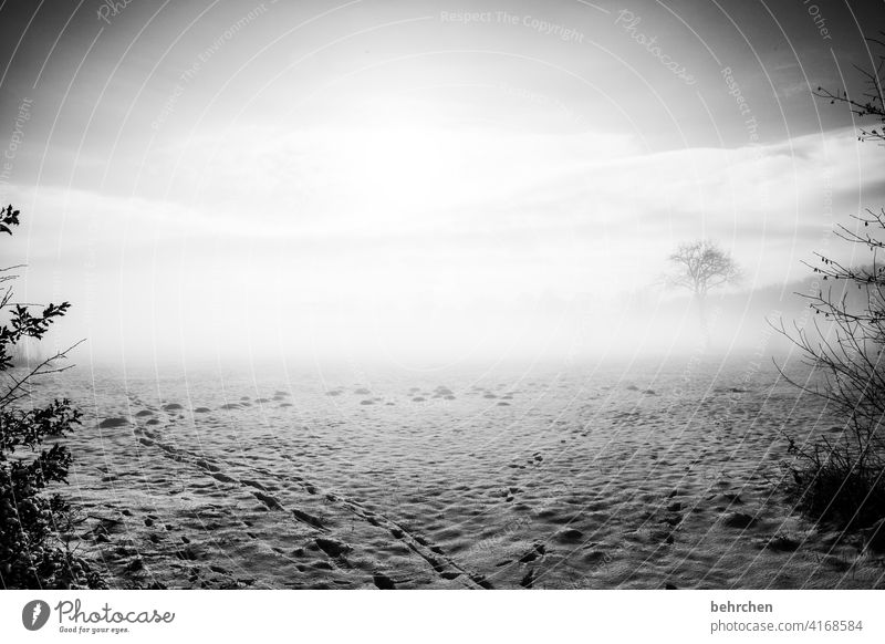 unsichtbar gefroren Raureif frieren Himmel Landschaft Märchenhaft Landwirtschaft Schneefall Menschenleer Frost Acker Natur Wiese Feld Idylle Winter weiß Wetter