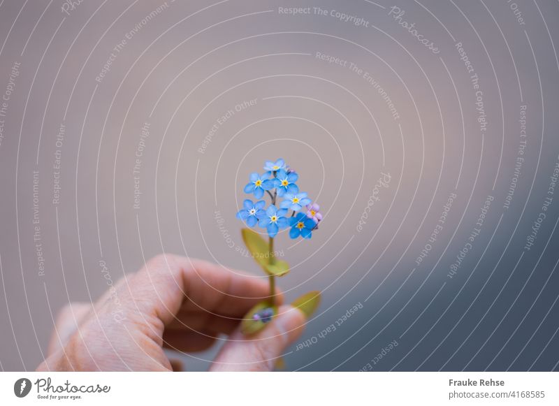 Vergiss mein nicht! - Vergissmeinnicht gehalten mit der linken Hand mit Fokus auf den Blüten Blume überreichen geben blau lila Frühjahr Frühling kräftiges Blau