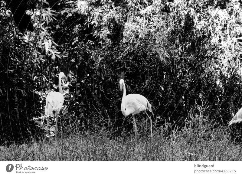 Pink in schwarz und weiß Flamingo Vögel Vogel rosa Farbfoto Außenaufnahme Natur Tier Wildtier exotisch Feder Tag Schnabel Menschenleer Flügel Zoo Kontrast wild