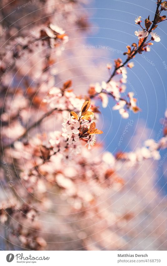 Blüten im Frühling Blütenblatt Blütezeit Blütenblätter Baum Frühlingsgefühle Frühlingsfarbe Natur Pflanze rosa Blühend Garten Frühlingsblume Nahaufnahme Blume