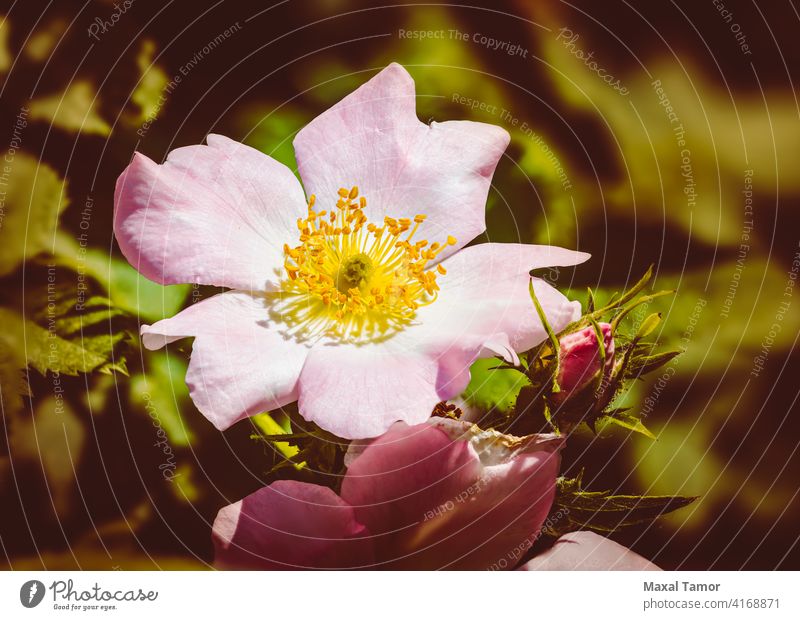 Rosa Eglantine schön Schönheit Überstrahlung Blüte Ast Dornbusch Heckenrose Buchse Canina schließen Nahaufnahme Hundsrose geblümt Blume Blumen Garten grün Kopf