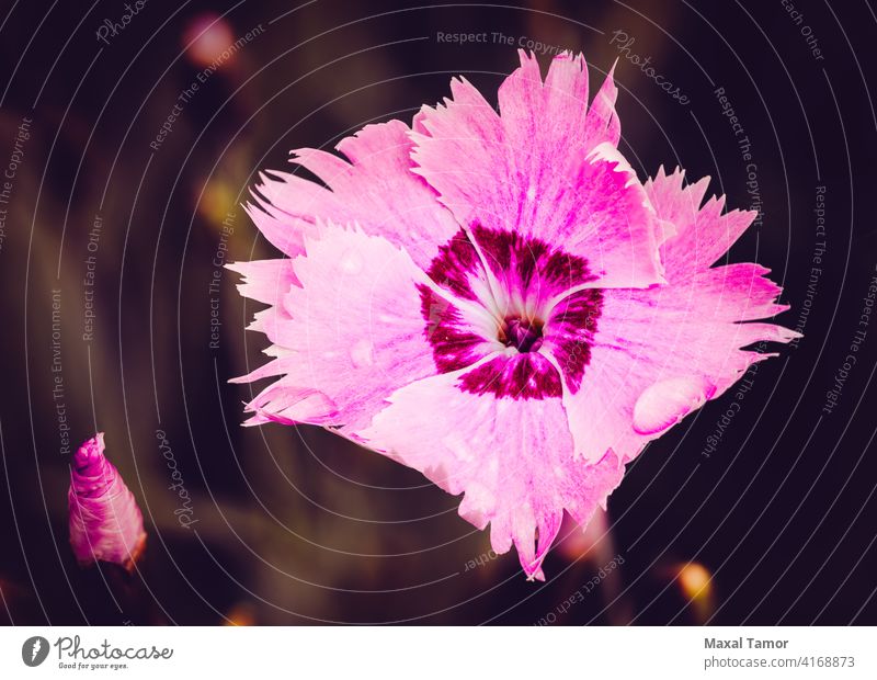 Rosa Dianthus Angiospermen Hintergrund schön Schönheit Blüte Caryophyllaceae Caryophyllales chinensis Nahaufnahme farbenfroh Kerneudikotyledonen Nelkengewächse