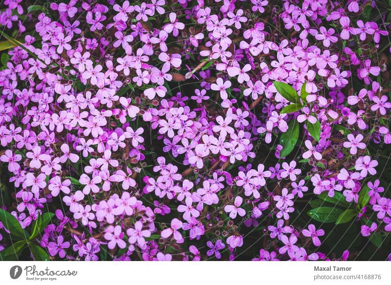 Gypsophila Angiospermen Hintergrund Schönheit Blütezeit Überstrahlung Teppich Caryophyllaceae Caryophyllales Nahaufnahme Kerneudikotyledonen