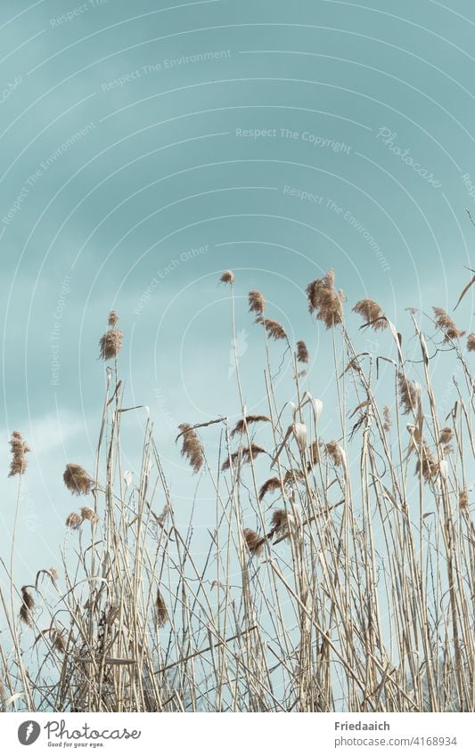 Sumpfgräser im Wind mit blauem Himmel Gräser Landschaft Natur Pflanze Umwelt Schönes Wetter Außenaufnahme Farbfoto Menschenleer Tag Wolken Frühling Spaziergang