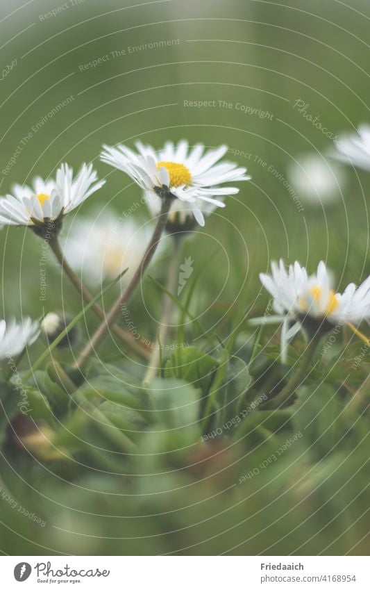 Gänseblümchen auf der Wiese aus der Froschperspektive mit unscharfem Vorder- und Hintergrund Nahaufnahme unscharfer Vorder- und Hintergrund Blühend zart schön