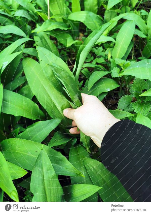 Bärlauch über Bärlauch. Der Waldboden ist übersäht mit diesem leckeren Wildgemüse. Farbfoto Frühling Natur Pflanze grün Außenaufnahme Wildpflanze Tag Umwelt