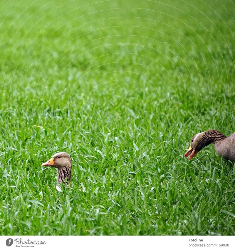 "Hab dich gefunden!" ruft die Gans auf der rechten Seite. Die Gans auf der linken Seite hat sich ja auch nicht wirklich gut versteckt. Ich hab sie auch gleich gefunden.