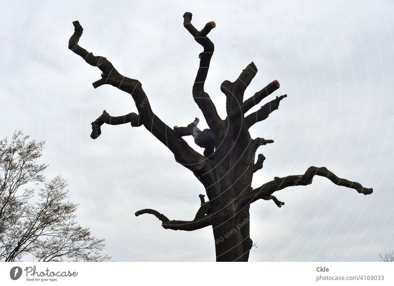 Kahle Bäume kahl kahle Bäume Äste Baum Natur Winter Herbst Umwelt Außenaufnahme Wald Menschenleer Himmel kalt Landschaft Pflanze Zweige u. Äste Ast