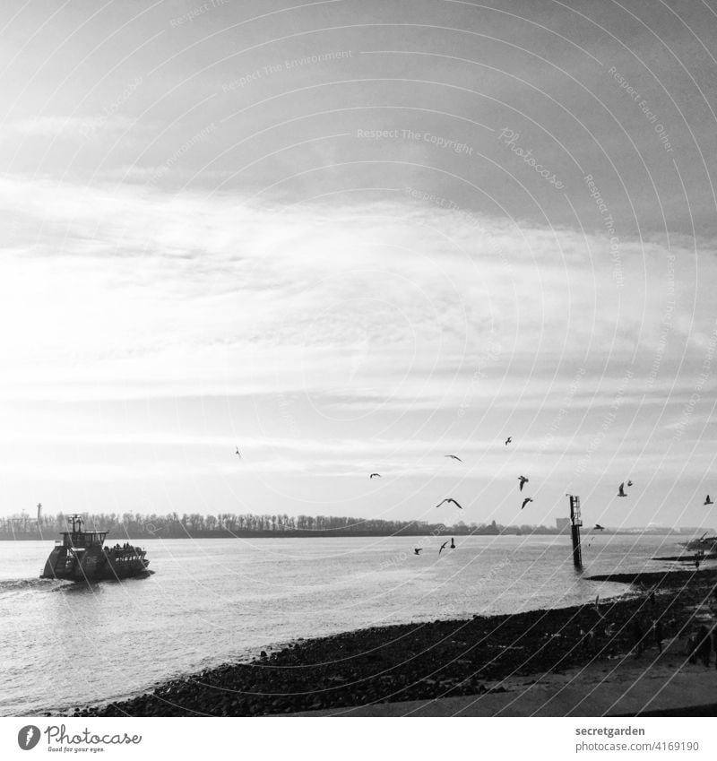 Oh wie schön ist Panama! Hamburg Fähre Fahrt Fahrtwind Möwe Schwarzweißfoto Elbe Wasser Schifffahrt Außenaufnahme Fluss Stimmung Wehmütig Hamburger Hafen