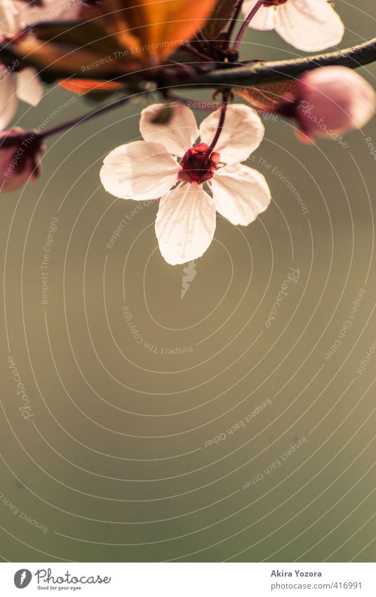 Die andere Seite. Pflanze Frühling Baum Blatt Blüte beobachten Blühend braun grün rosa rot weiß Frühlingsgefühle Romantik Beginn Natur Kirschbaum Kirschblüten