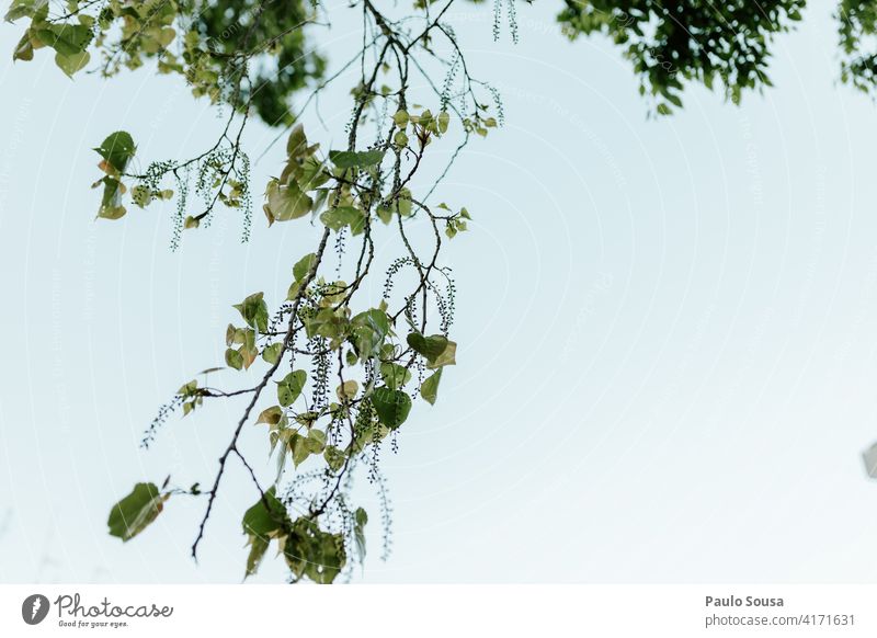 Grüne Blätter gegen den Himmel Baum Natur Blatt Frühling Außenaufnahme Umwelt Pflanze Farbfoto Ast grün Tag Menschenleer Schönes Wetter Licht Sonnenlicht