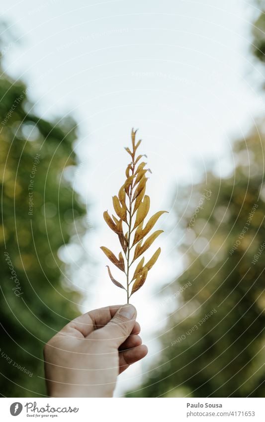 Nahaufnahme Hand hält Blatt Halt Beteiligung Blätter Natur wandern frisch natürlich Person Hintergrund grün Lifestyle Pflanze Frühling