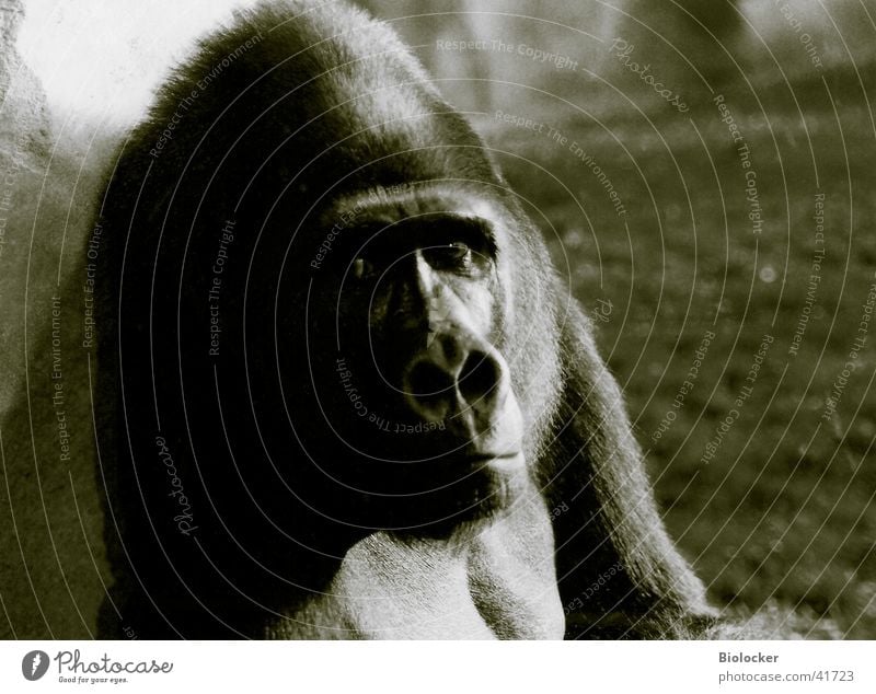 König ohne Reich Gorilla Trauer Verkehr Zootier Schwarzweißfoto Blick Traurigkeit