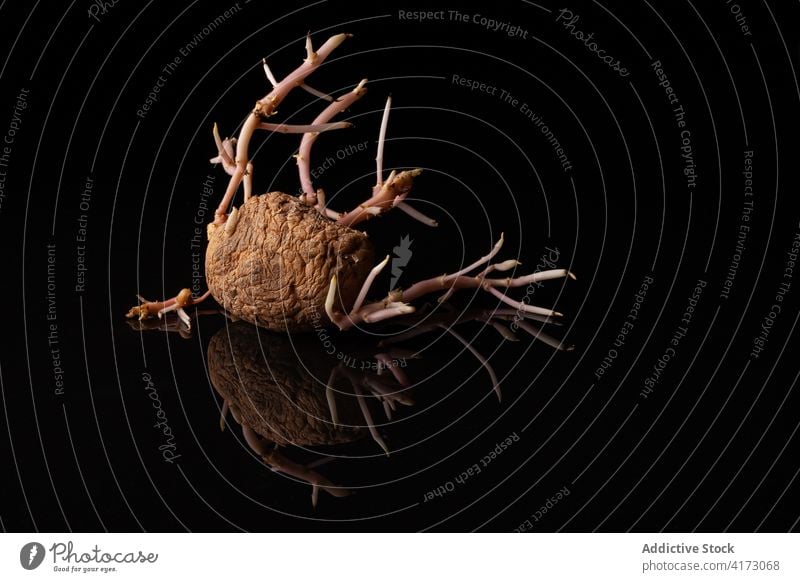 Gekeimte Kartoffel auf schwarzem Hintergrund sprießen Wurzel alt vegetieren wachsen Ackerbau Samen natürlich Botanik Form Kurve Lebensmittel Mahlzeit Wachstum