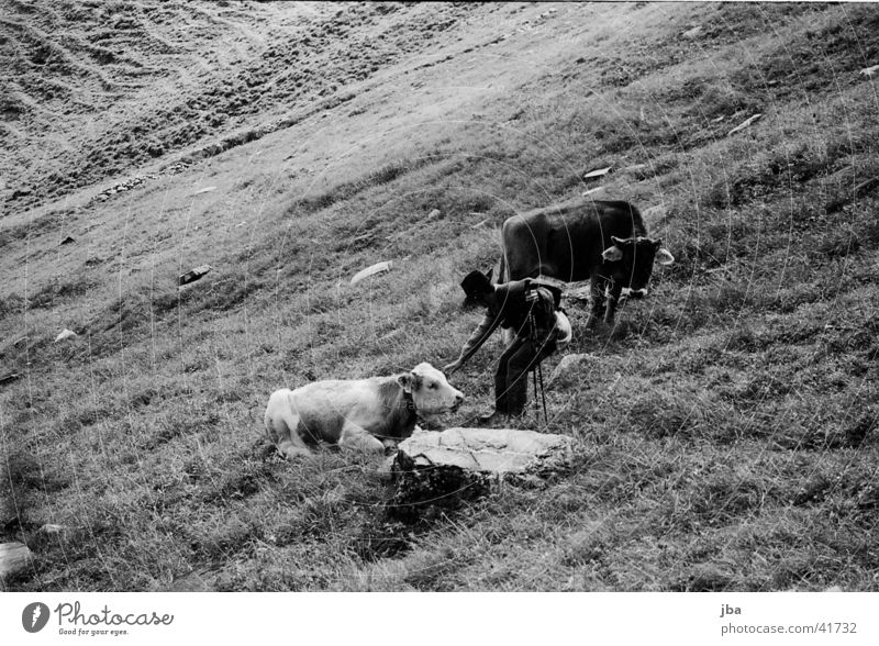 Bergbauer_1 Rind Einsamkeit Berge u. Gebirge Landwirt Alm Landschaft