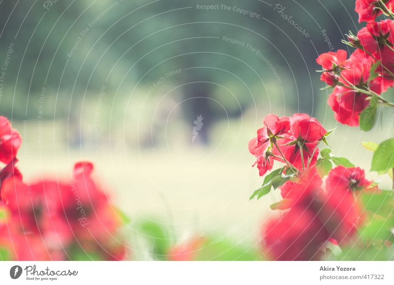 Rosengarten Natur Pflanze Sommer Blume Blatt Blüte Garten Park beobachten Blühend Erholung Wachstum Duft natürlich grün rot Gefühle Freude Romantik Idylle