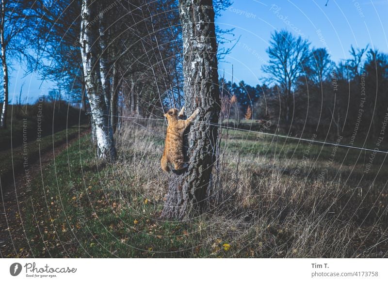 ein Roter Kater klettert einen Baum hoch Katze rot Tier Haustier Hauskatze Fell Tierporträt Klettern polska Polen Landschaft