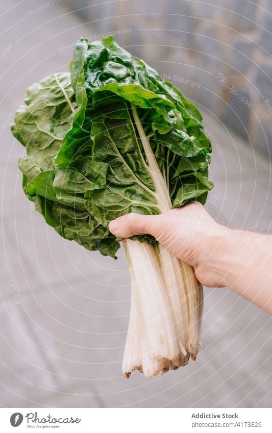 Person mit frischen grünen Mangoldblättern Blatt Gemüse natürlich Lebensmittel organisch Haufen Biografie Pflanze Hand zeigen manifestieren Laubwerk Bestandteil