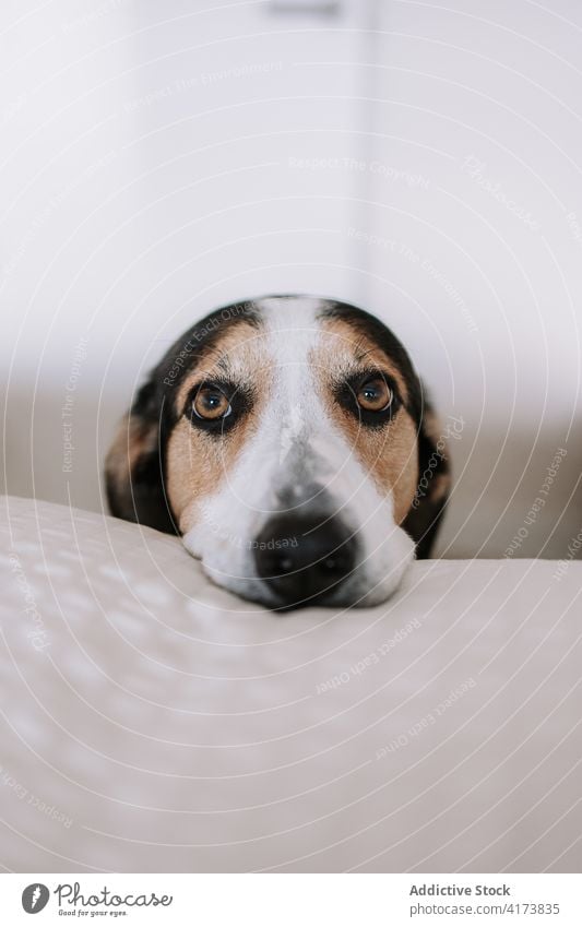 Niedlicher Hund entspannt sich auf dem Bett zu Hause sich[Akk] entspannen Schlafzimmer weich Lügen heimisch Tier niedlich züchten Haustier gemütlich Windstille