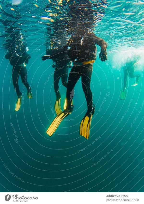 Taucher schwimmen in der Tiefsee zwischen der Wasservegetation unter Wasser Fisch Natur MEER farbenfroh Hintergrund Meer blau Umwelt tropisch Abenteuer