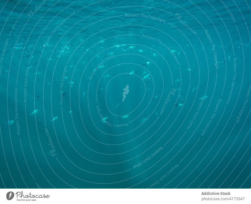 Fischschwarm im Korallenriff Ökosystem Biodiversität Tier unter Wasser Menschengruppe Umwelt Formation Hintergrund Meer blau tropisch Tauchgerät Natur Schwarm