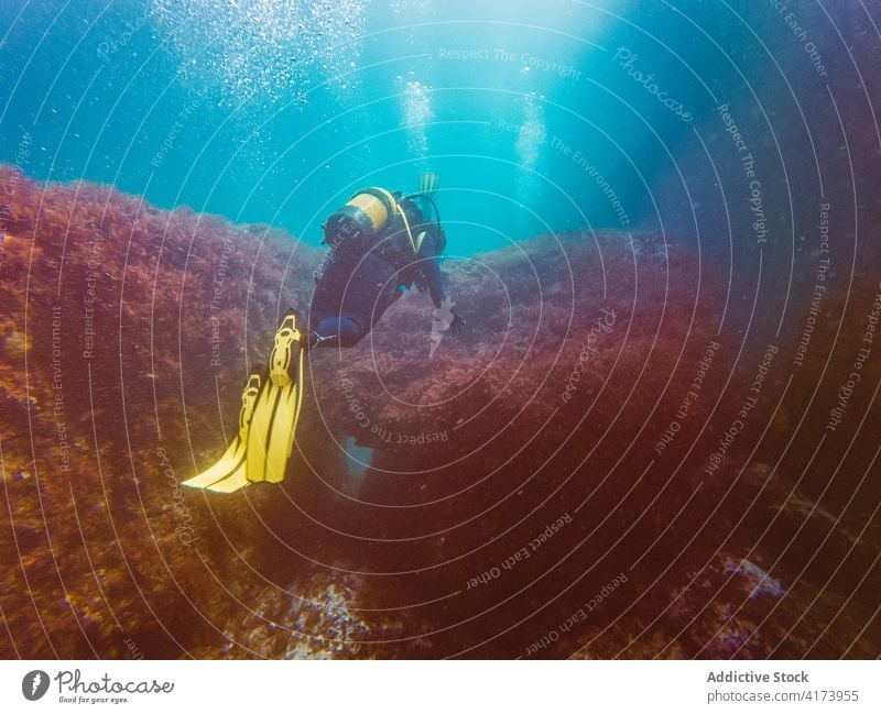 Taucher schwimmt in der Tiefsee zwischen der Wasservegetation unter Wasser Fisch Natur MEER farbenfroh Hintergrund Meer blau Umwelt tropisch Abenteuer