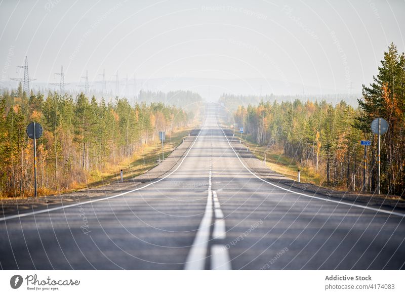 Leere Asphaltstraße durch den Wald im Herbst gerade Straße leer Fahrbahn fallen nadelhaltig Wälder Route Umwelt Baum Saison Landschaft tagsüber Waldgebiet