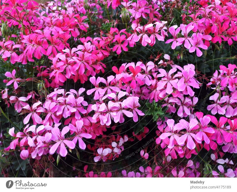 Violett leuchtende Pelargonie oder Geranie in einem Bauerngarten in Rudersau bei Rottenbuch im Kreis Weilheim-Schongau in Oberbayern Storchschnabelgewächs