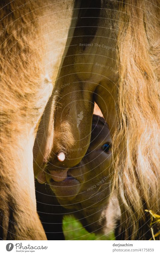 Der kurze Weg zum Milch - Glück. Ein Kälbchen saugt die Milch bei der Mutter. Kalb Kuh Tier Säugetier Nutztier Weide Natur Rind Wiese Außenaufnahme Farbfoto