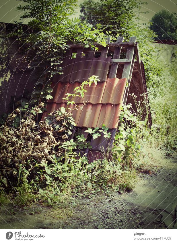 Köln UT | Zollstock | Ein Haus im Grünen Umwelt Natur Pflanze Sommer Schönes Wetter Sträucher Blatt Grünpflanze Hütte Gebäude Mauer Wand Dach alt dreckig dunkel