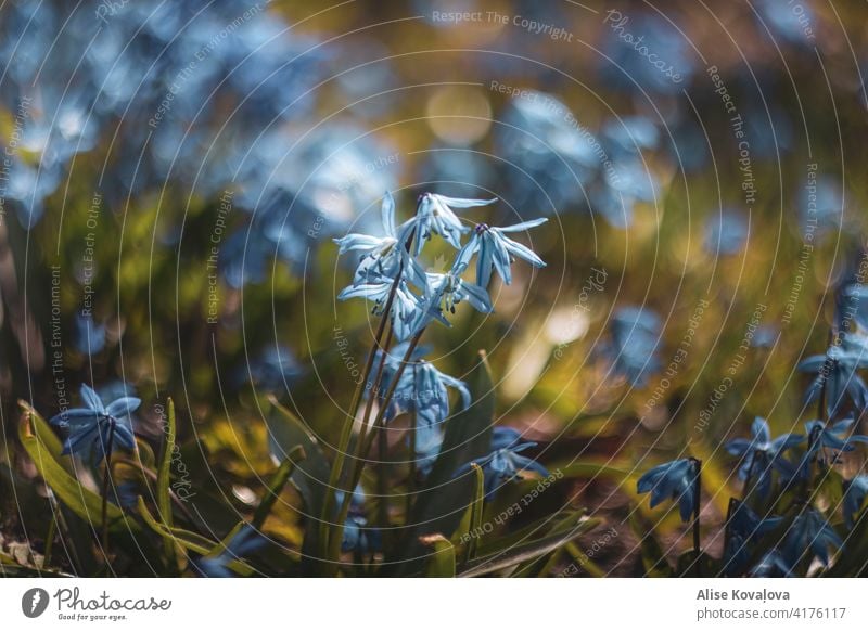 Blaue Schneeglöckchen blau Blumen Natur Frühling Frühlingstag Licht natürlich natürliches Licht blaue Schneeglöckchen blüht Blütezeit blühend Unschärfe