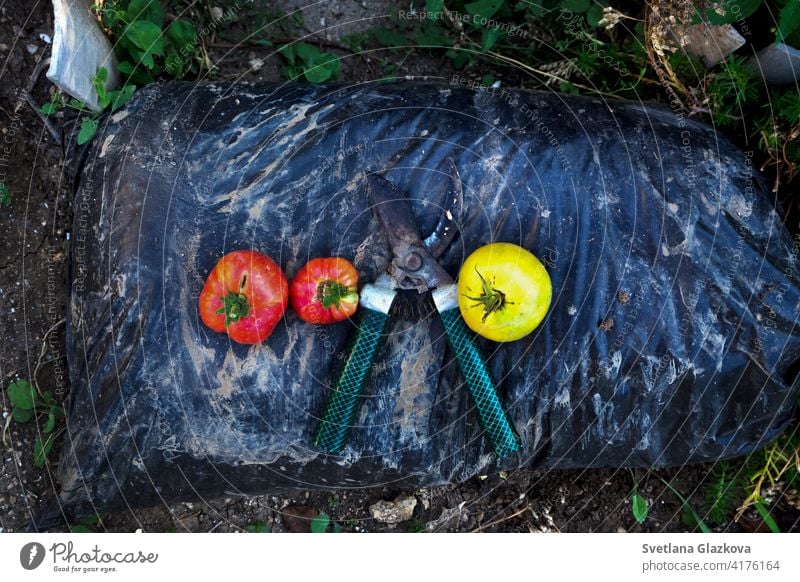 Gartenarbeitszubehör. Pruner, Ernte von roten und gelben Tomaten auf einem Beutel mit Dünger Hintergrund Körbe Sackleinen Ton Nahaufnahme Konzept Container