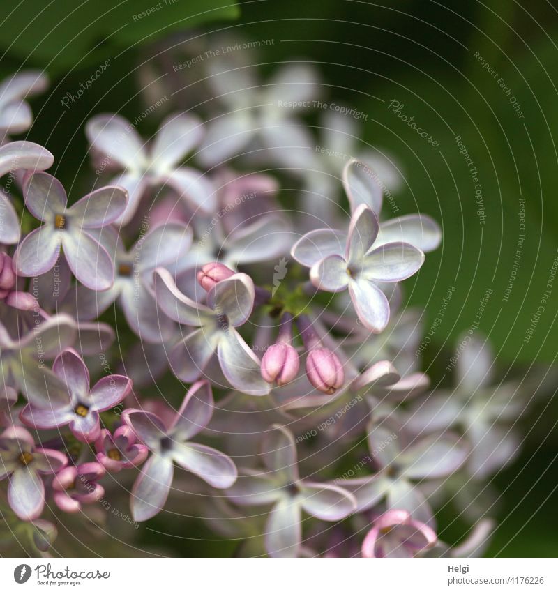 Fliederblüten Blume Blüte Fliederstrauch Frühling Natur Pflanze Garten Farbfoto violett Blühend Außenaufnahme Nahaufnahme Schwache Tiefenschärfe Makroaufnahme