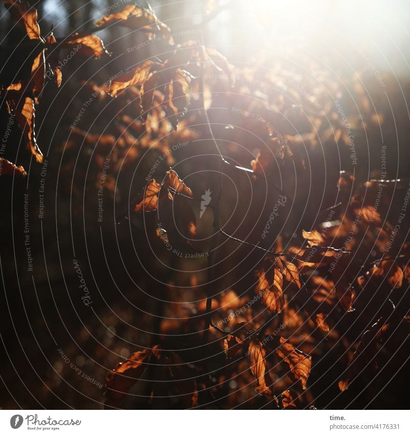 Herbstlicht blätter herbst baum wald wild sonnig gegenlicht sonnenlicht silhouette stimmung Blatt ast verwelkt tod sterben übergang natur umwelt blendend