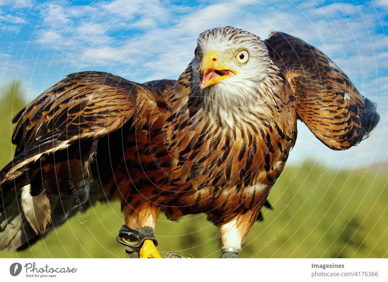 Rotmilan - Milvus milvus Habichtartig flügel beobachten wild wildtier deutschland farbbild horizontal schnabel braun europa auge falknerei feder wald freiheit