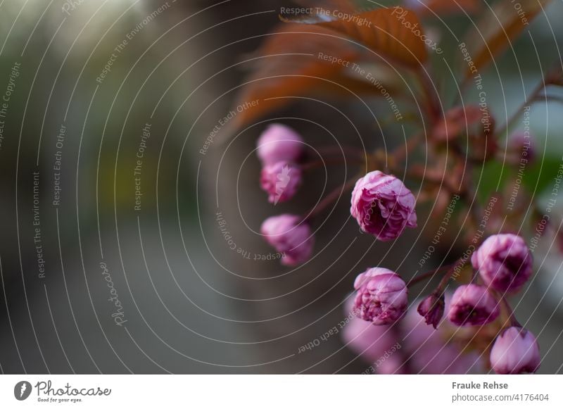 Kirschblüten Knospen Frühling Blüte Natur schön Schwache Tiefenschärfe Schönheit in der Natur Kirschblütenbaum rosa pink rote Kirschblüte