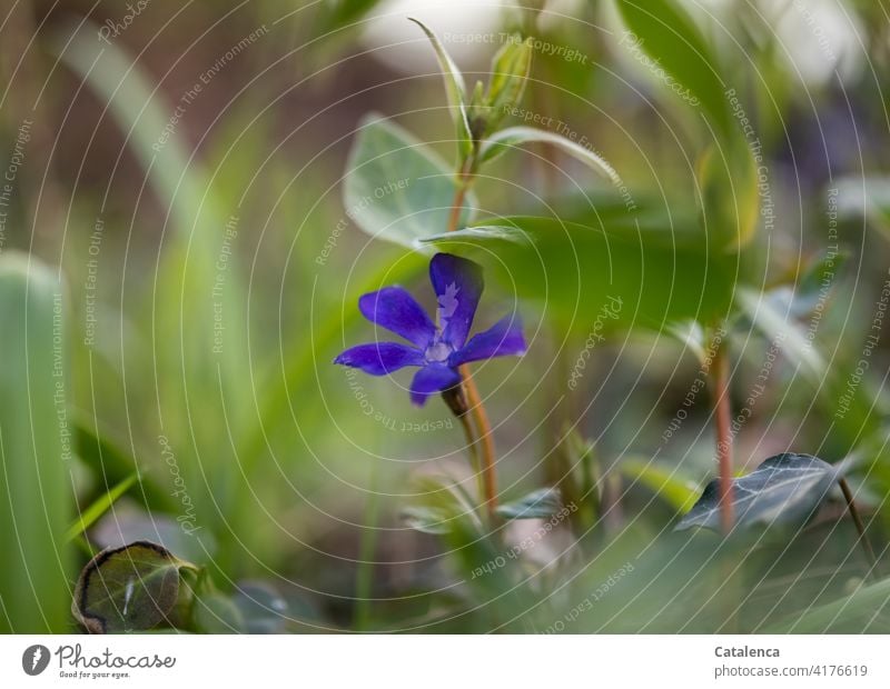 Die blaue Blüte des Kleinen Immergrün im Garten Tageslicht blühen verblühen Stiel Blatt Blume Natur Flora wachsen Blüten Blütenblatt Pflanze Gras Frühling