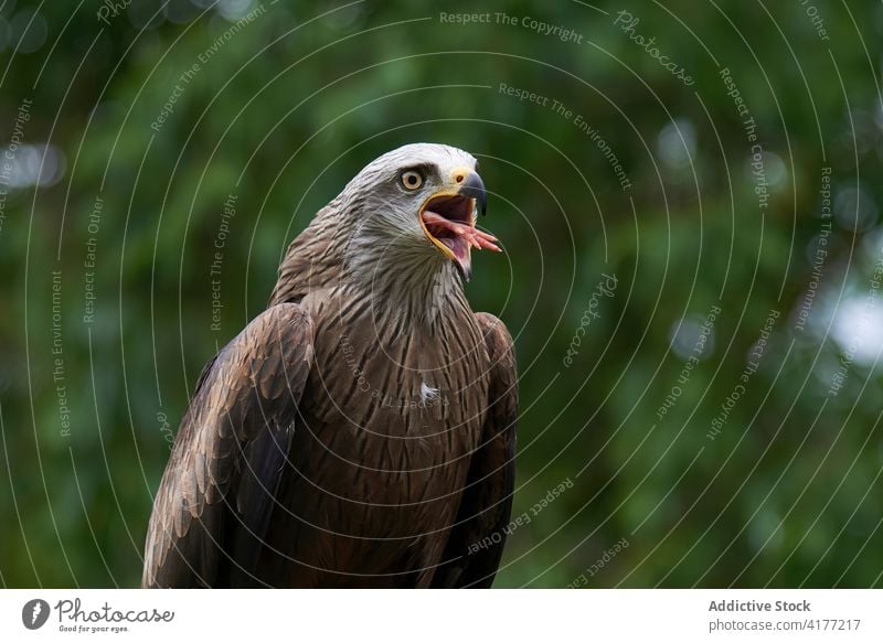 Rotmilan mit geöffnetem Schnabel im Wald Roter Milan Vogel Lebensraum Gefieder braun Wälder Mund geöffnet Ornithologie Natur grün Feder Bargeld wild malerisch