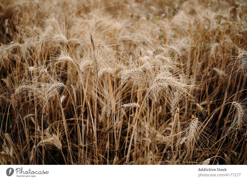 Trockene Weizenkulturen auf dem Feld während der Dürre trocknen Ackerbau Müsli Umwelt Problematik weltweit Natur Pflanze kultivieren Bauernhof wachsen Schonung