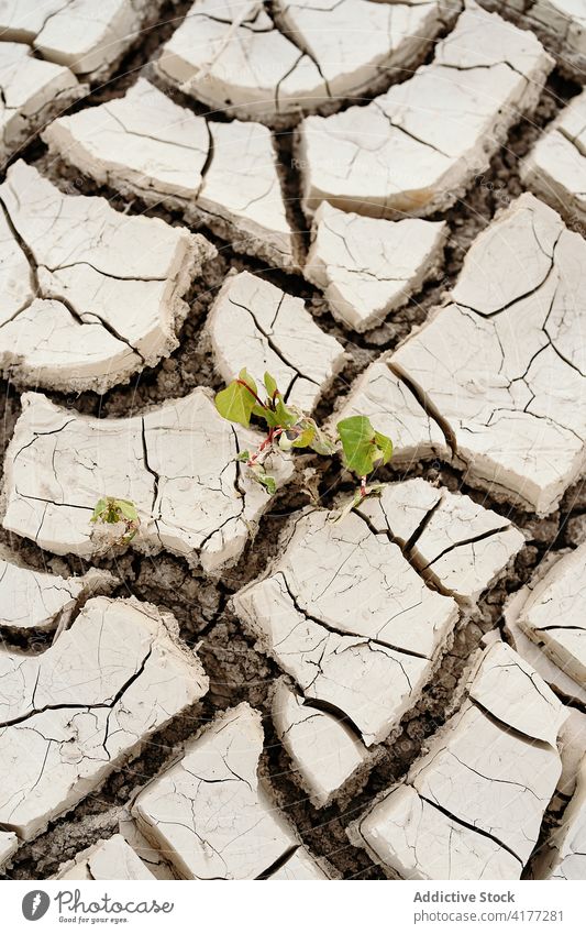 Trockenes, rissiges Feld mit grünen Pflanzen Dürre trocknen wasserlos Ackerbau wachsen Boden Riss Textur Hintergrund Umwelt Ökologie erwärmen Schaden Desaster