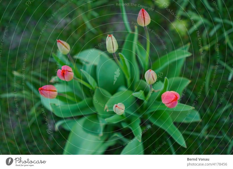 Frühlingstulpen Tulpe Tulpenblüte Wachstum grün rot frisch neu Vogelperspektive Draufsicht Pflanze Blume Blüte Natur Blühend Blumenstrauß Blatt Frühlingsgefühle