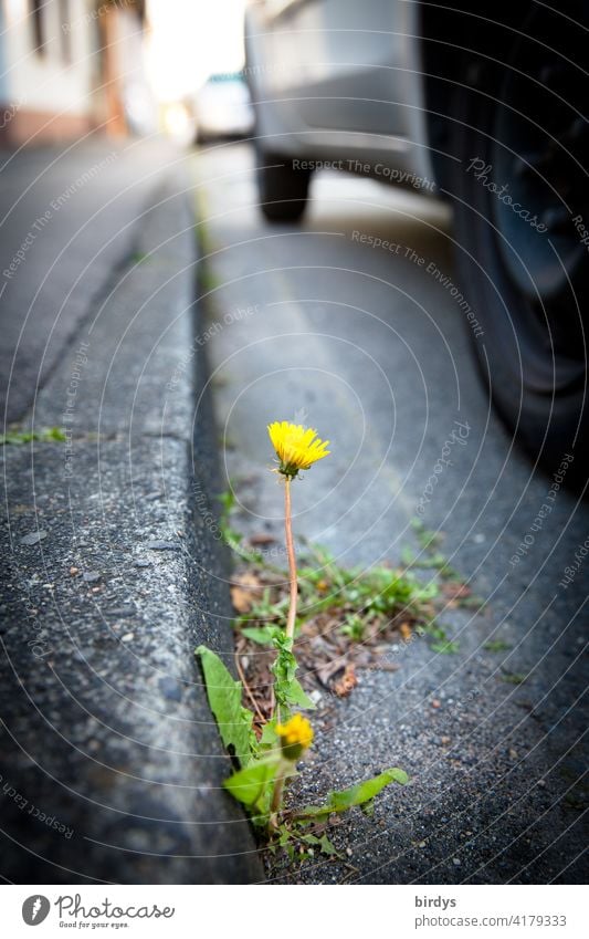 blühender Löwenzahn an einer Bordsteinkannte zwischen Straße und Bürgersteig neben einem geparkten Auto Asphalt Überlebenswille Bordsteinkante minimalistisch