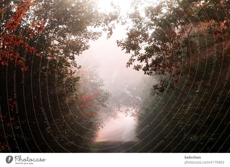 am ende ist licht Herbst Herbstwetter fallende Blätter Sonnenlicht Herbstlandschaft Farbfoto Fußweg schön fantastisch Kontrast Außenaufnahme Licht Wald