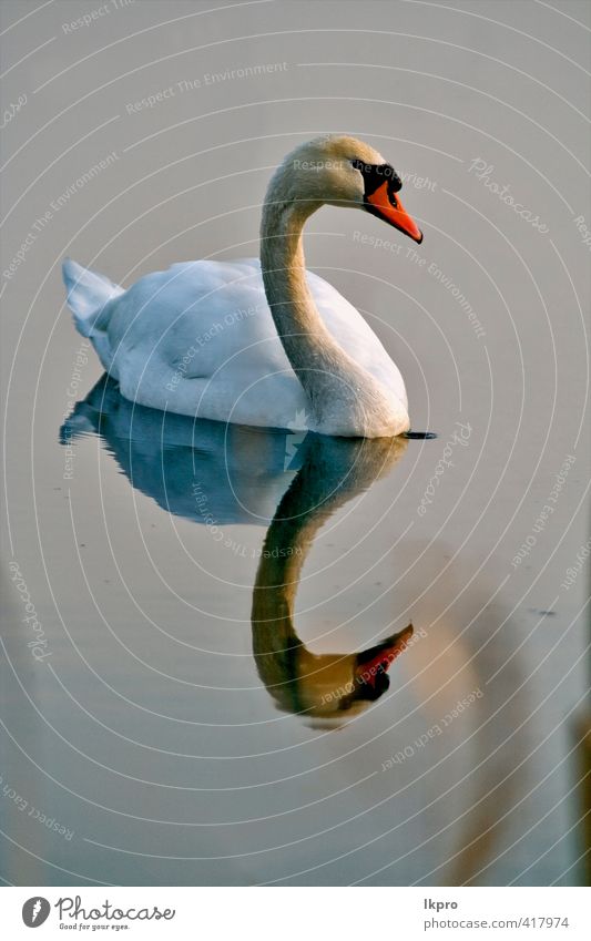 Reflexfront des kleinen weißen Schwans schwarz Ferien & Urlaub & Reisen Ausflug Natur Tier Fluss Vogel Linie Tropfen dreckig blau braun gelb grau grün rosa