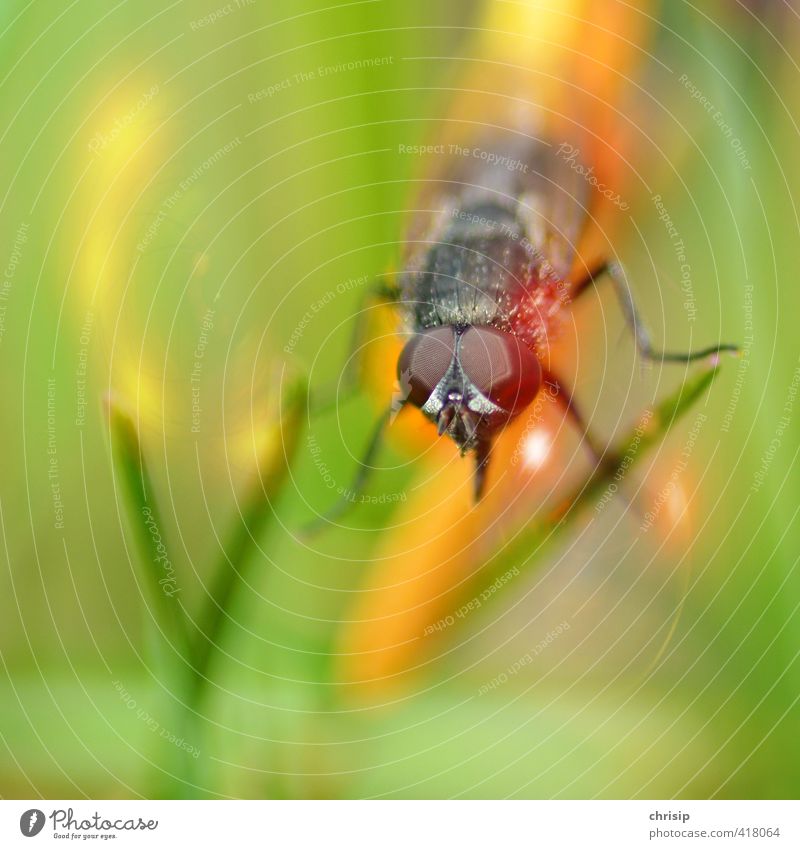 was guckst du? Auge Umwelt Natur Landschaft Pflanze Tier Gras Grünpflanze Garten Wildtier Fliege Biene 1 fliegen Fressen krabbeln Blick schlafen sitzen grün